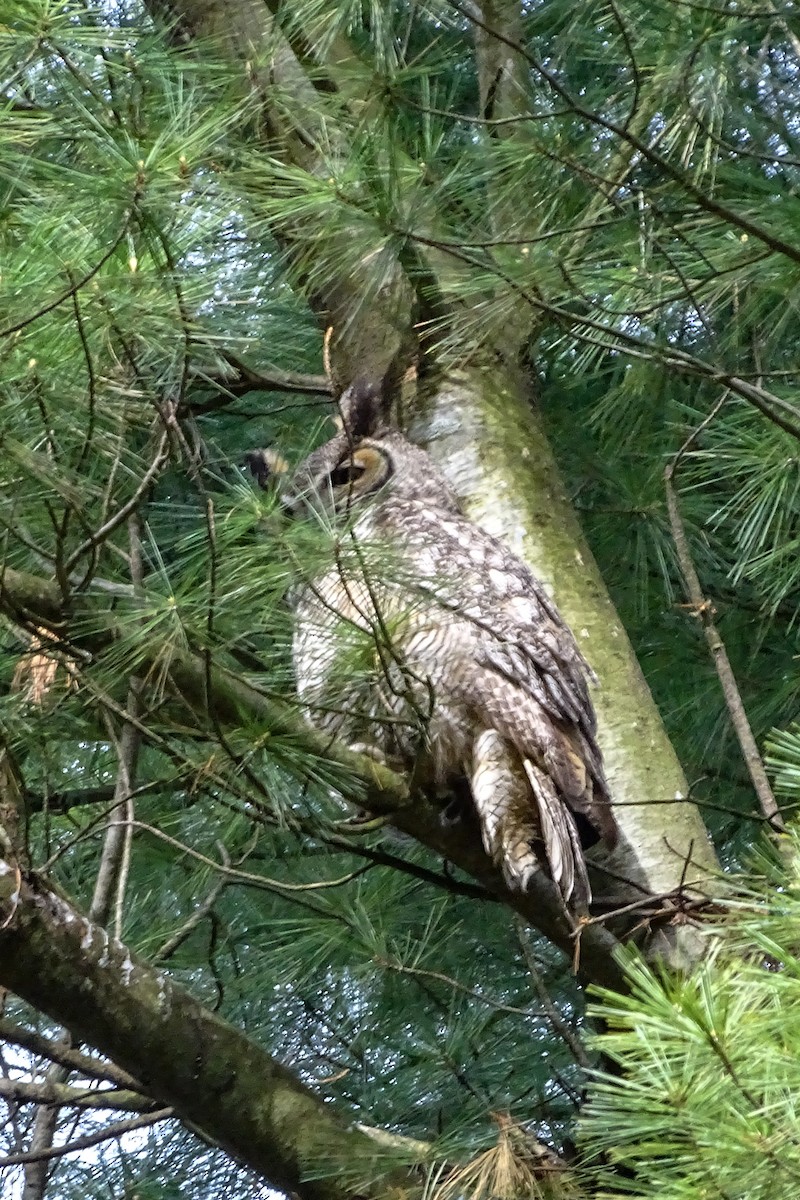 Great Horned Owl - ML336991361