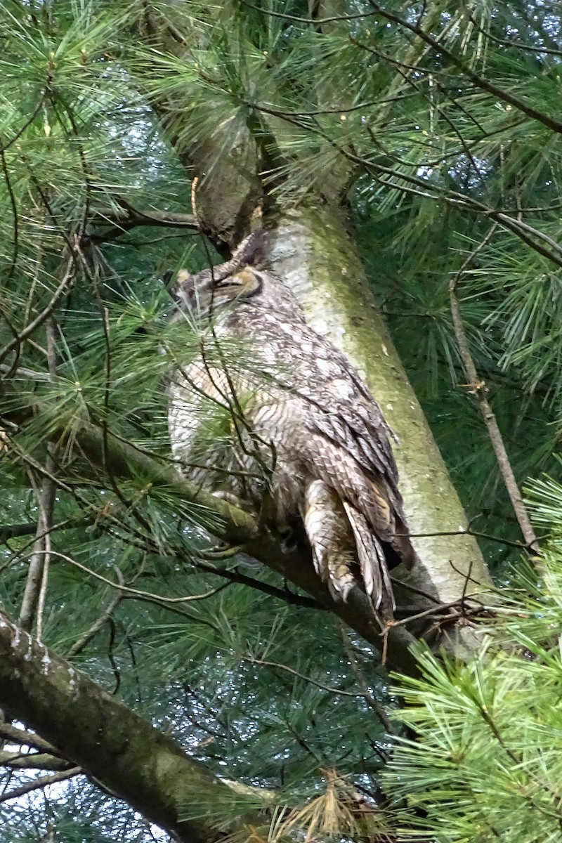Great Horned Owl - ML336991371