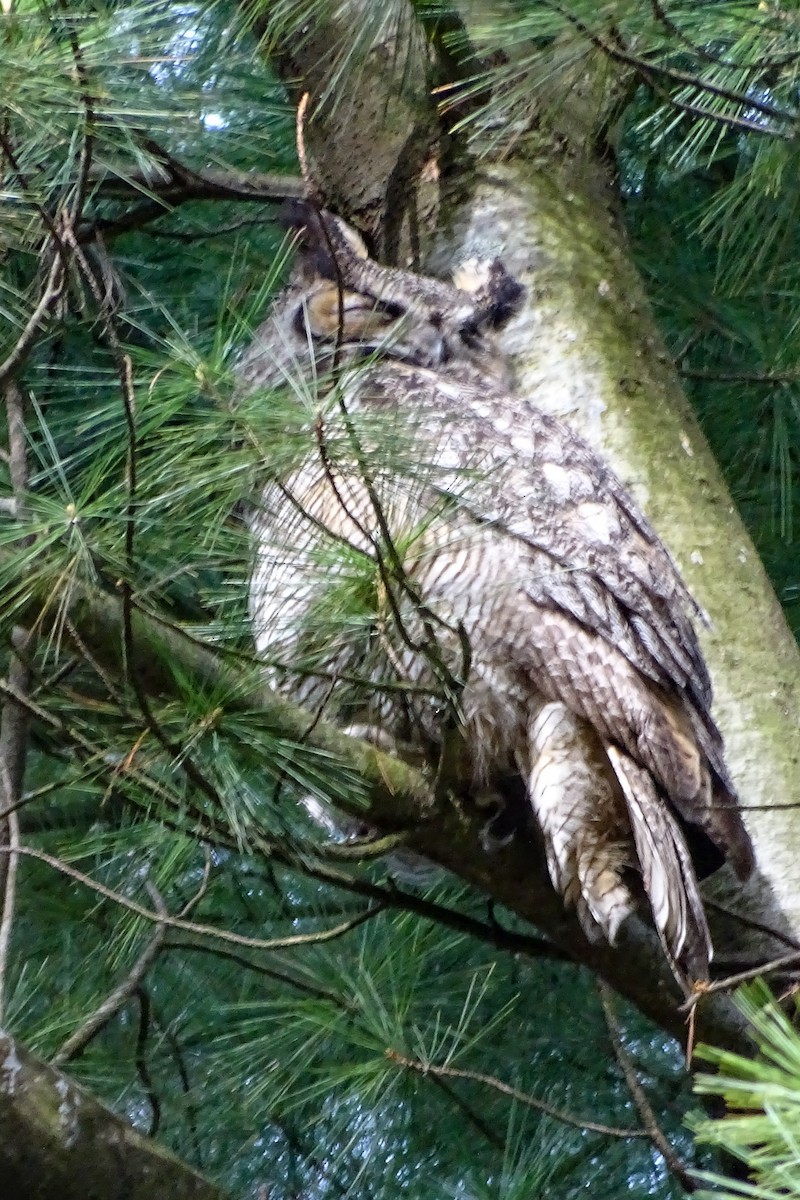 Great Horned Owl - ML336991401