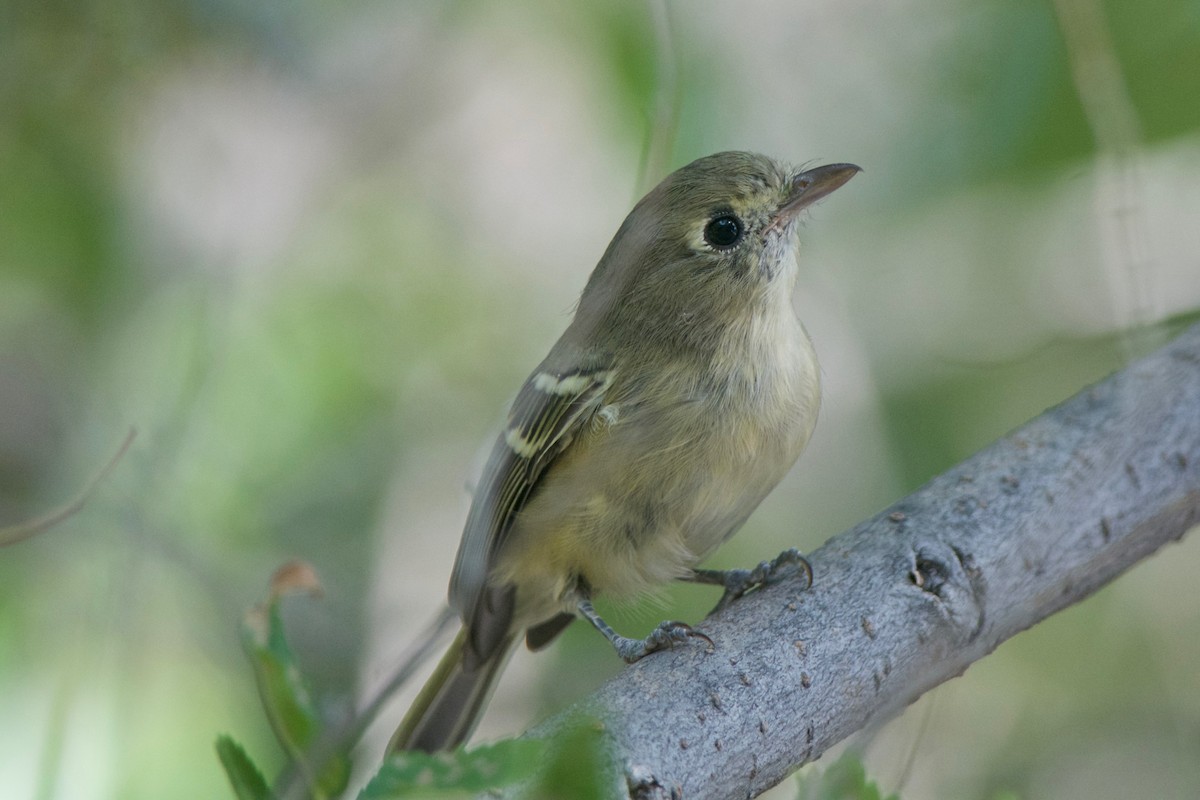 Hutton's Vireo - Cory Gregory
