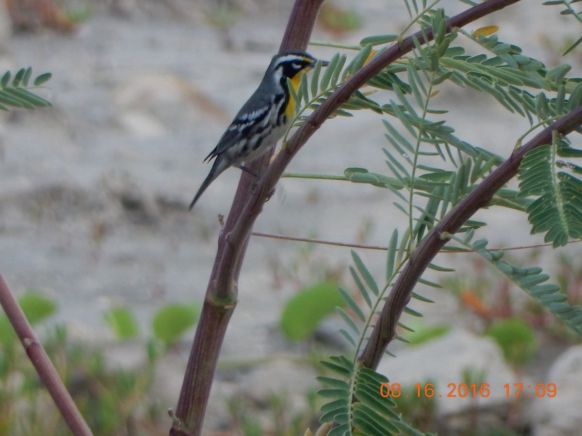 Yellow-throated Warbler - ML33700211