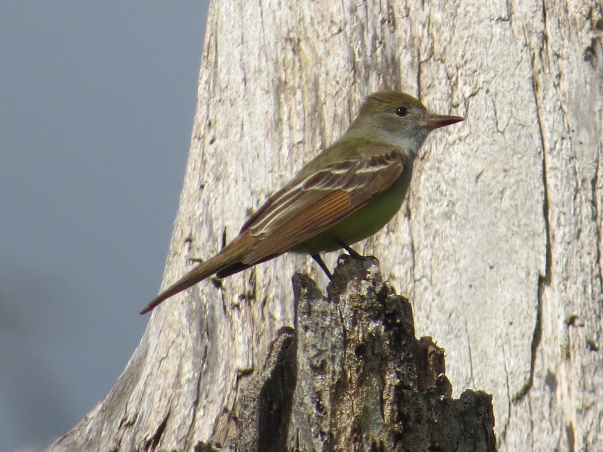 Great Crested Flycatcher - ML337005741