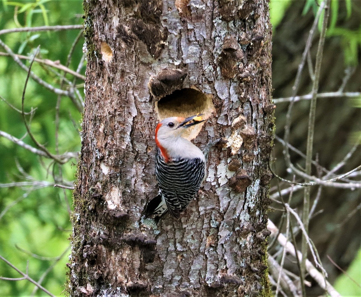Red-bellied Woodpecker - Daniel Kaplan