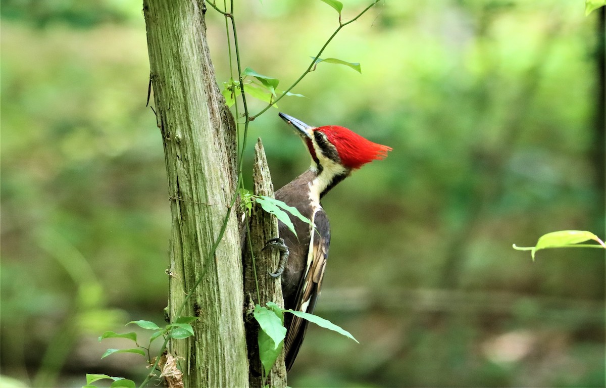 Pileated Woodpecker - Daniel Kaplan