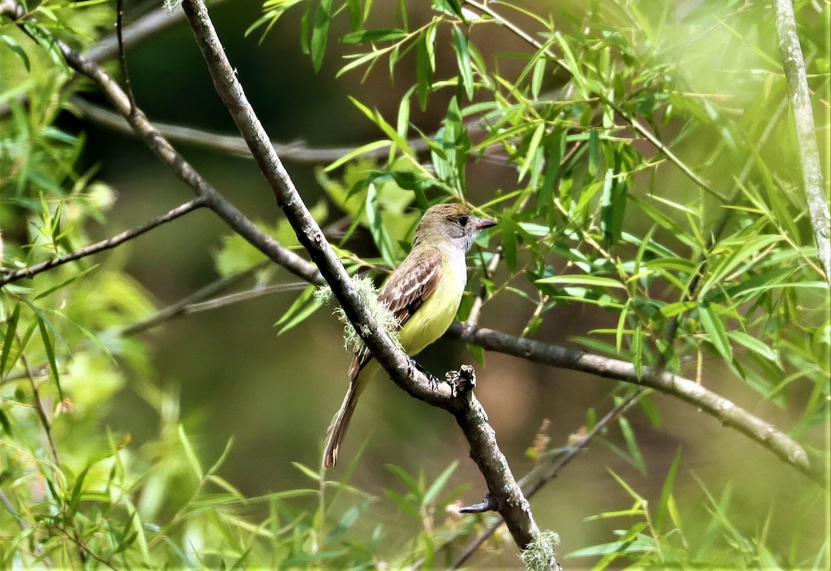 Great Crested Flycatcher - ML337008231
