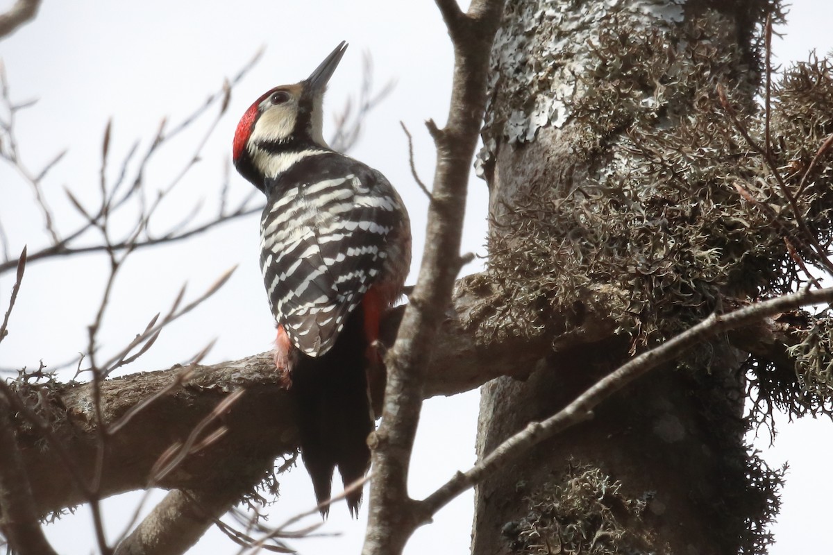 White-backed Woodpecker - ML337008851
