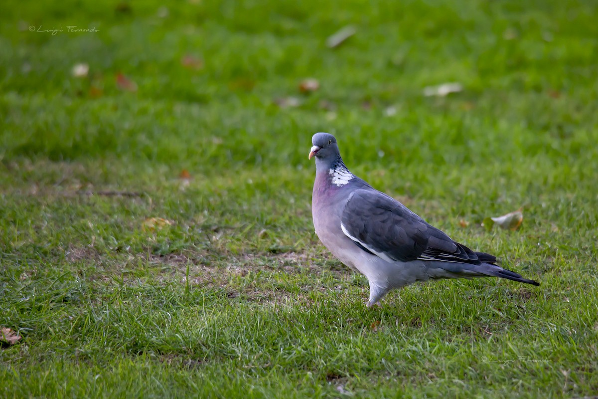 Common Wood-Pigeon - ML337010041