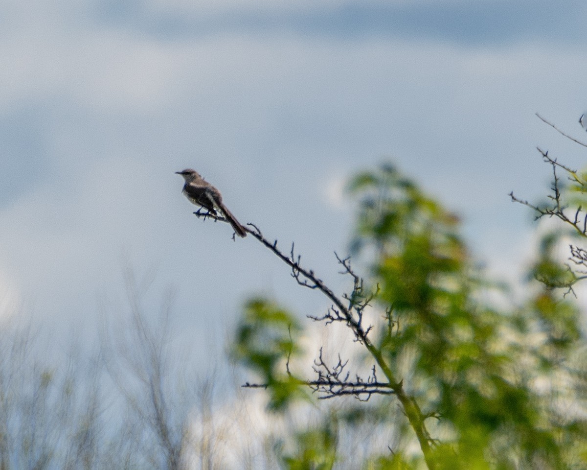 Northern Mockingbird - Dori Eldridge