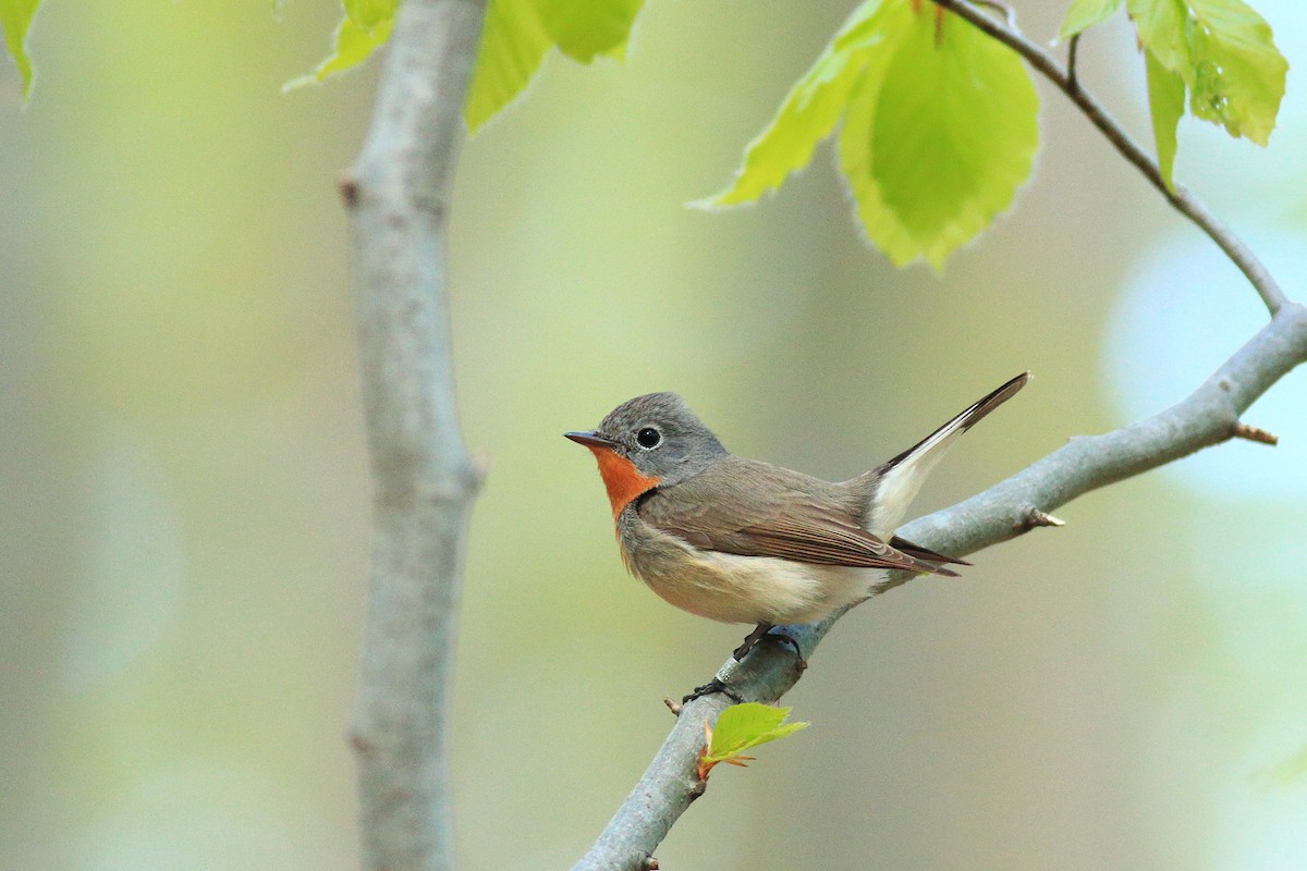 Red-breasted Flycatcher - ML337014461