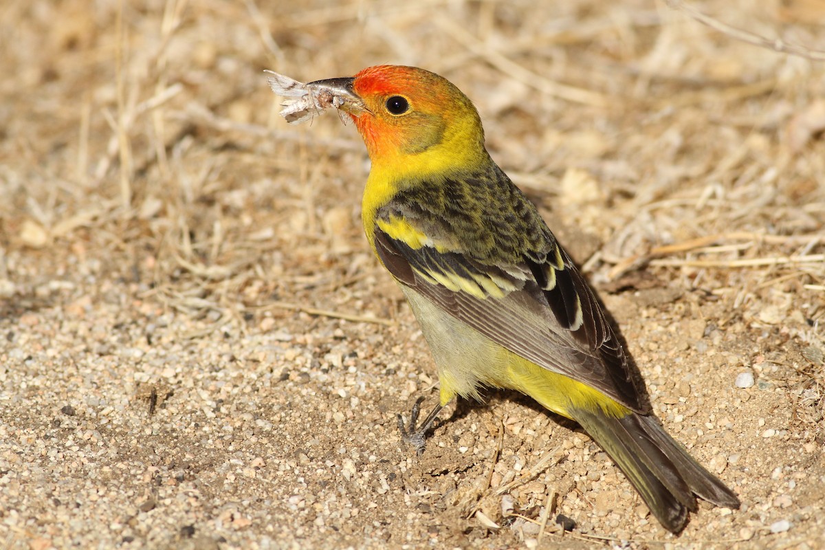 Western Tanager - ML337014591