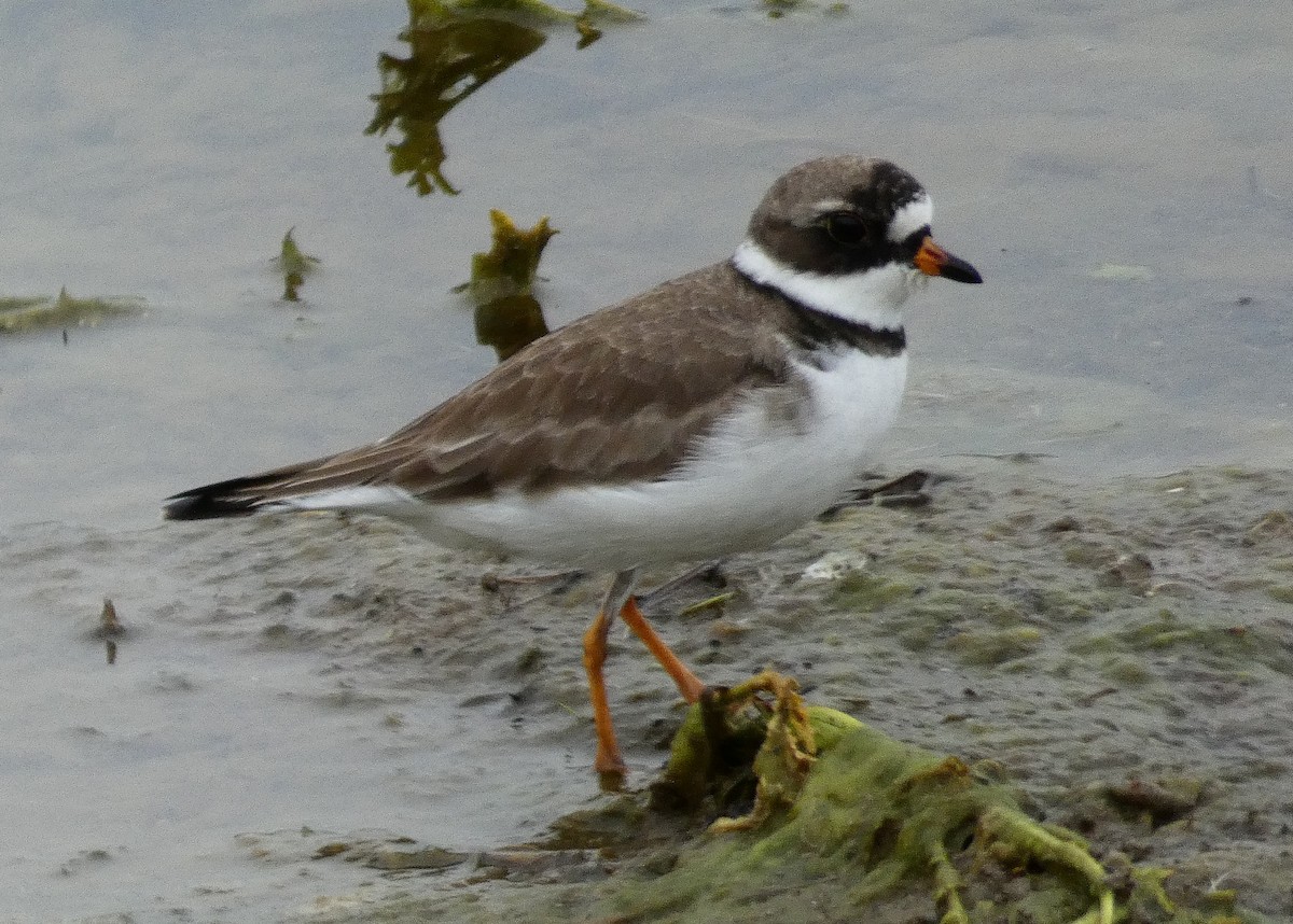 Semipalmated Plover - ML337016691