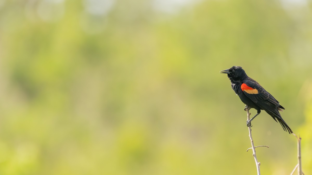 Red-winged Blackbird - Christopher Johnson