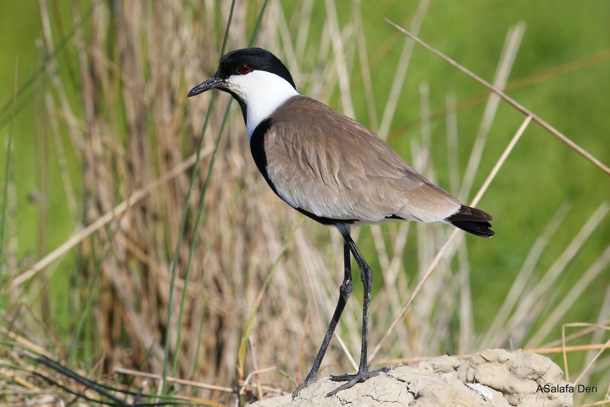Spur-winged Lapwing - ML337025141