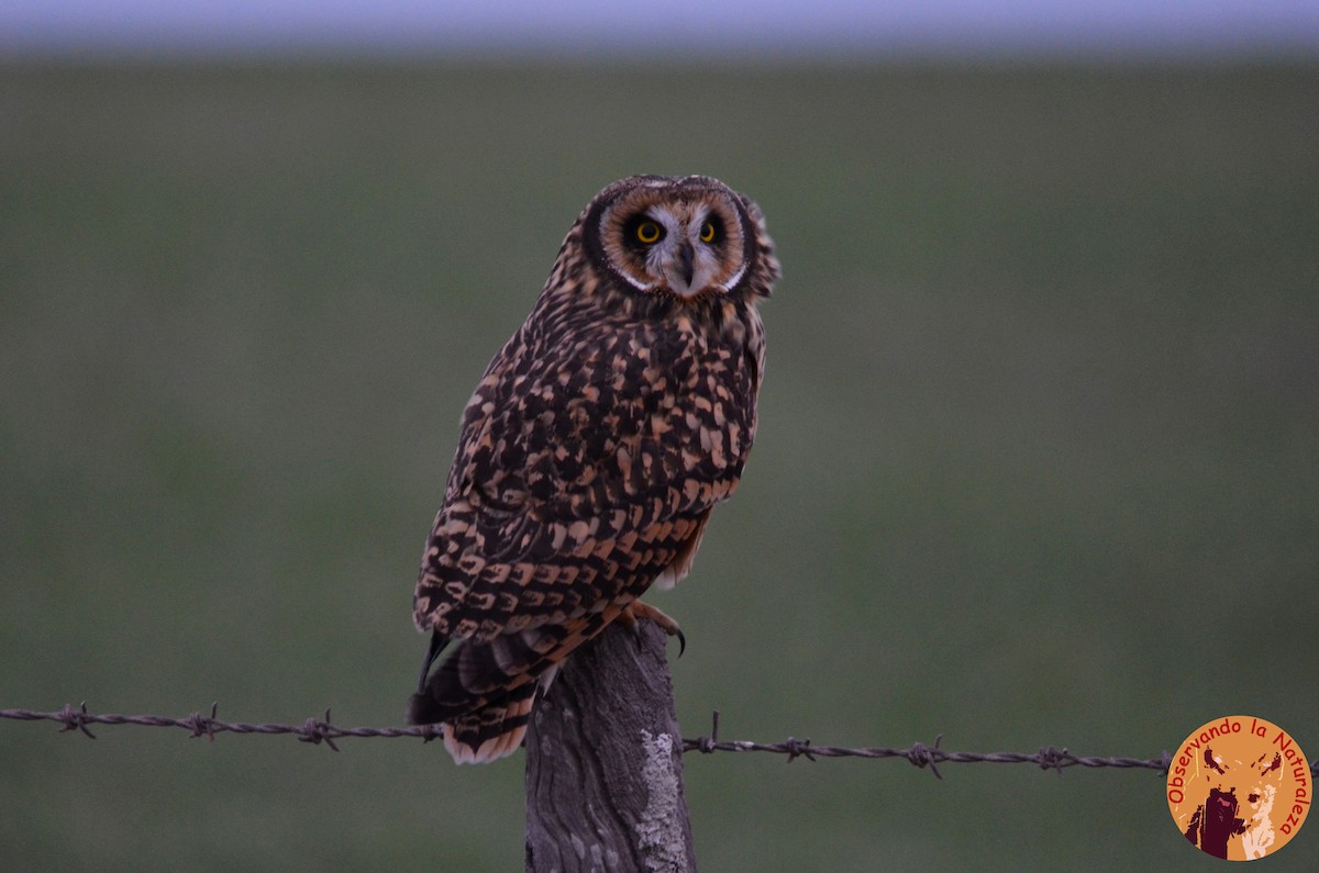Short-eared Owl - ML33702701