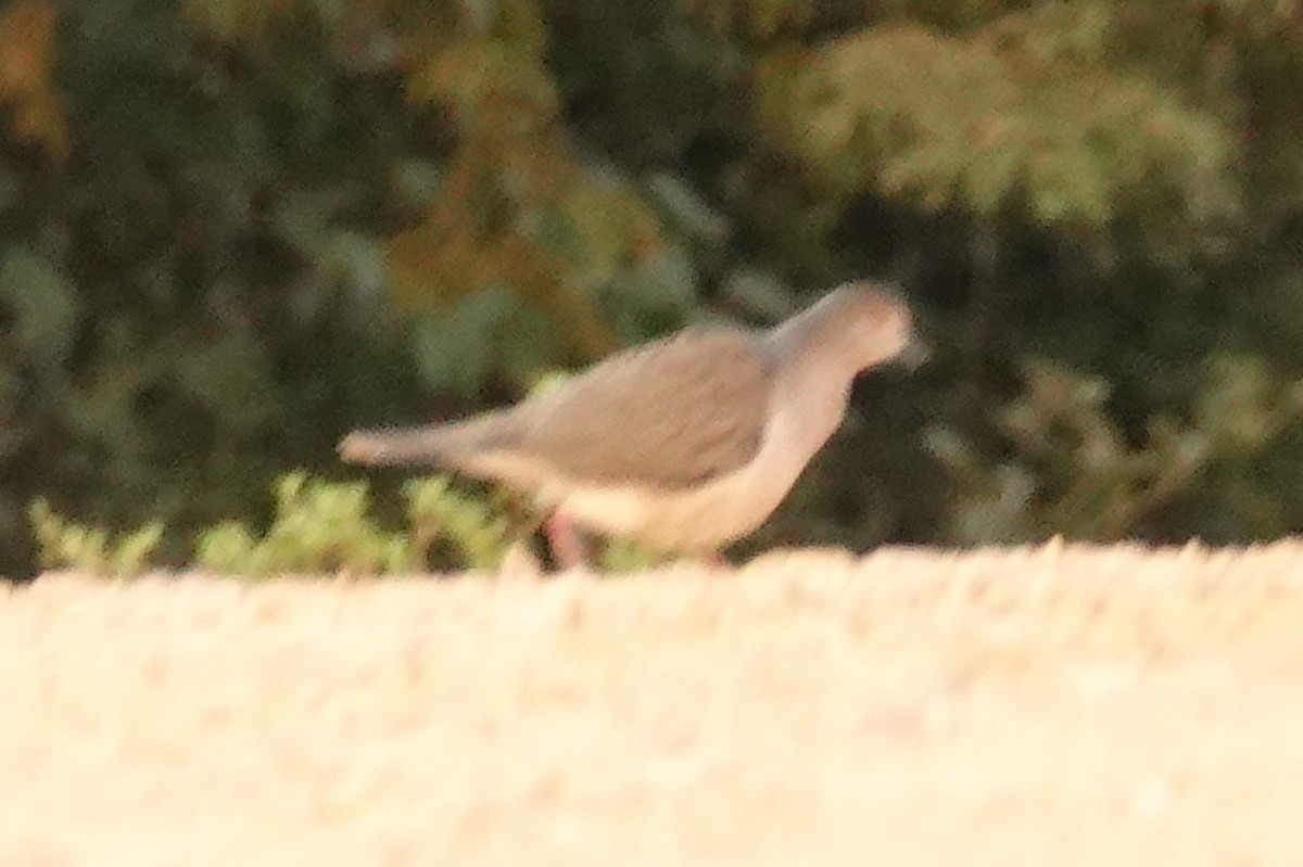 Gray-fronted Dove - ML337031161