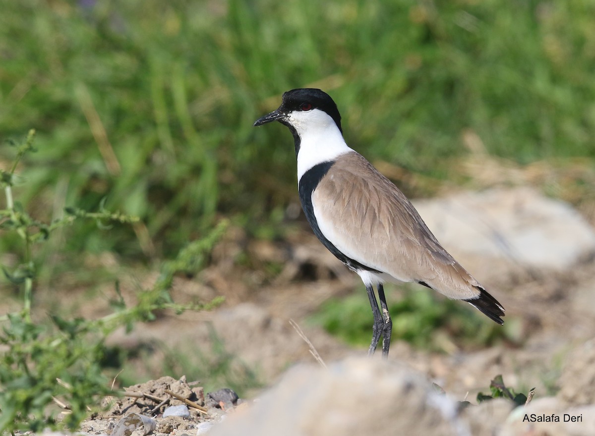 Spur-winged Lapwing - ML337033211
