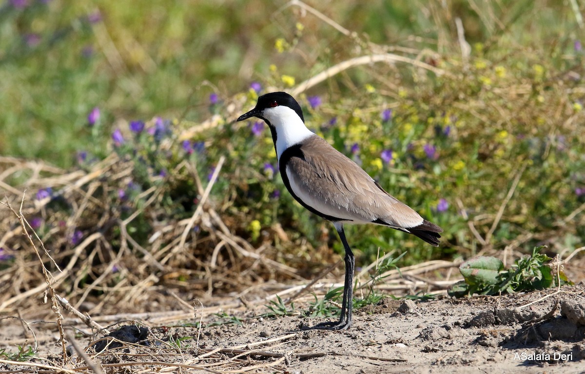 Spur-winged Lapwing - ML337033271