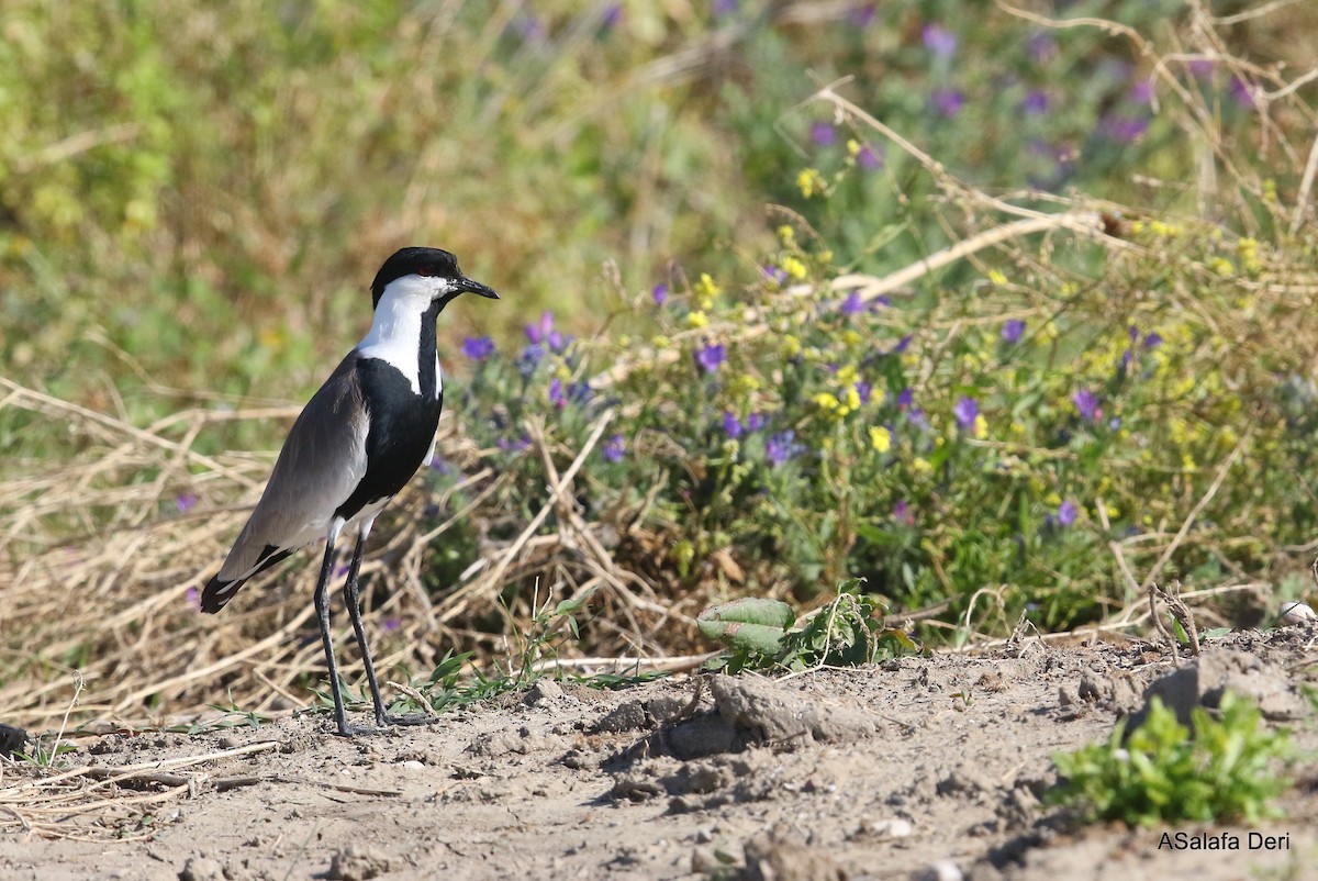 Spur-winged Lapwing - ML337033301
