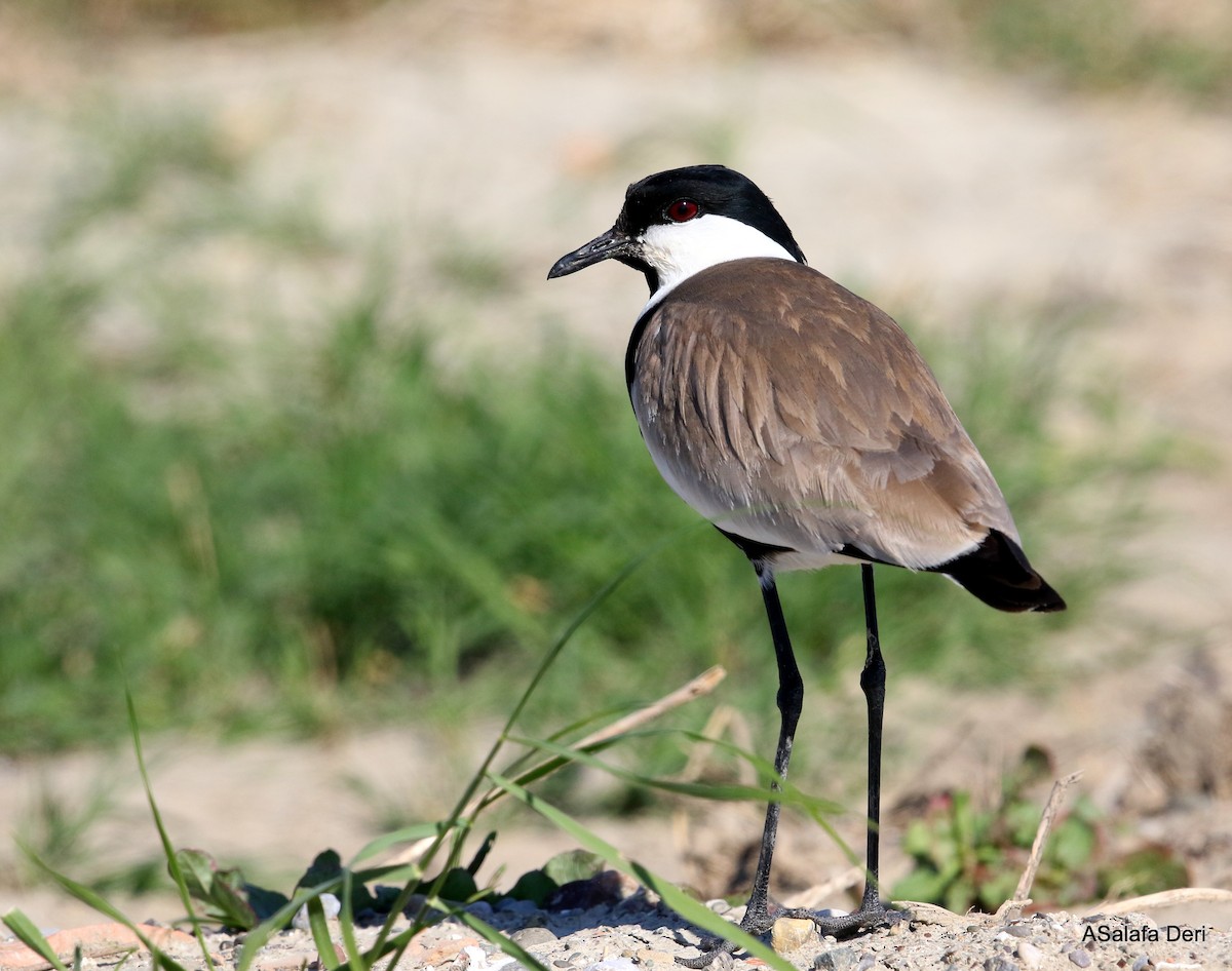 Spur-winged Lapwing - ML337033371
