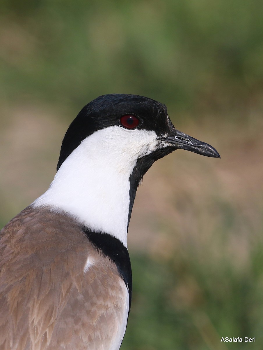 Spur-winged Lapwing - ML337033401