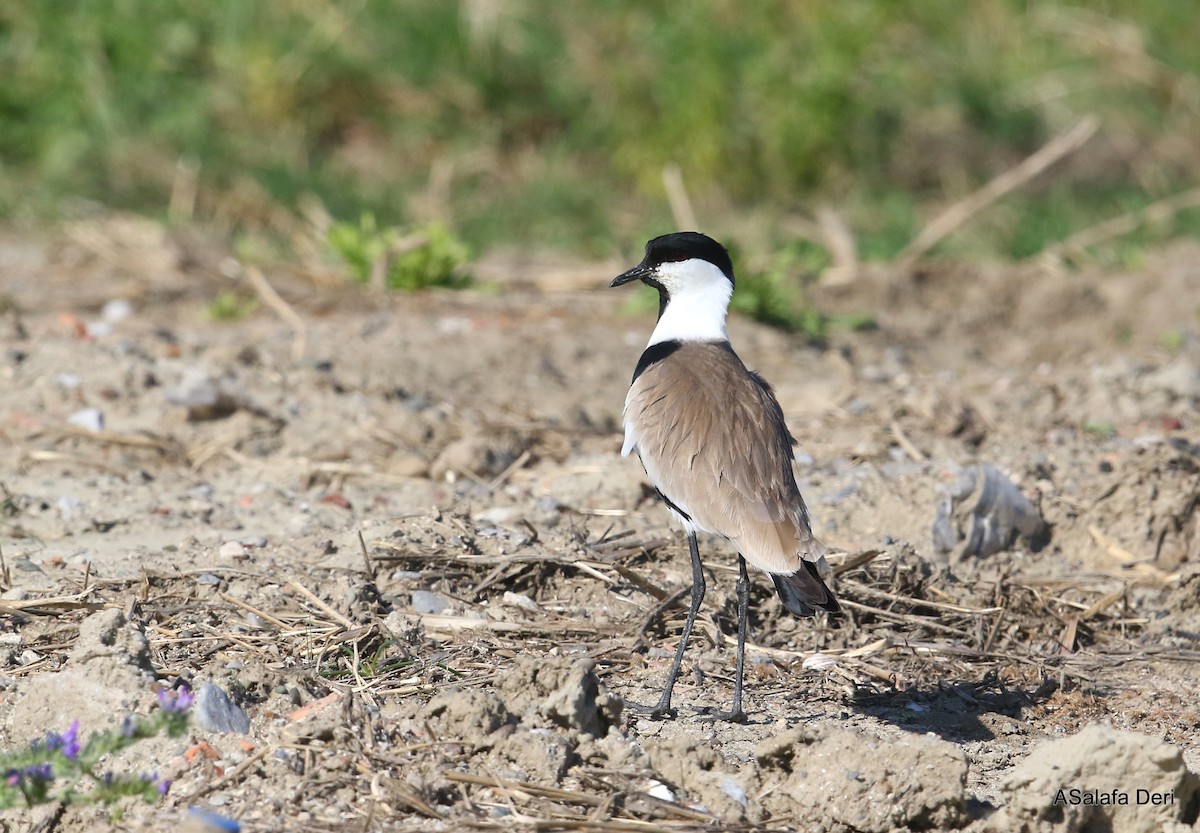 Spur-winged Lapwing - ML337033411