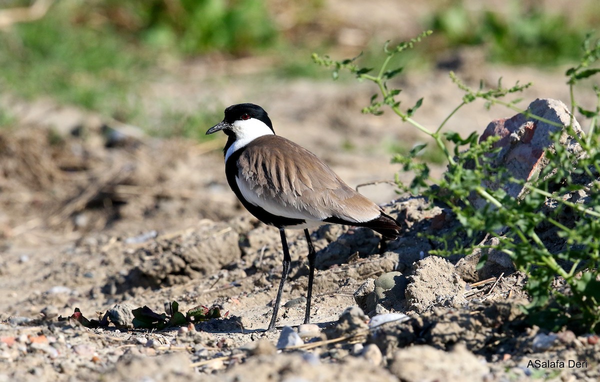 Spur-winged Lapwing - ML337033421