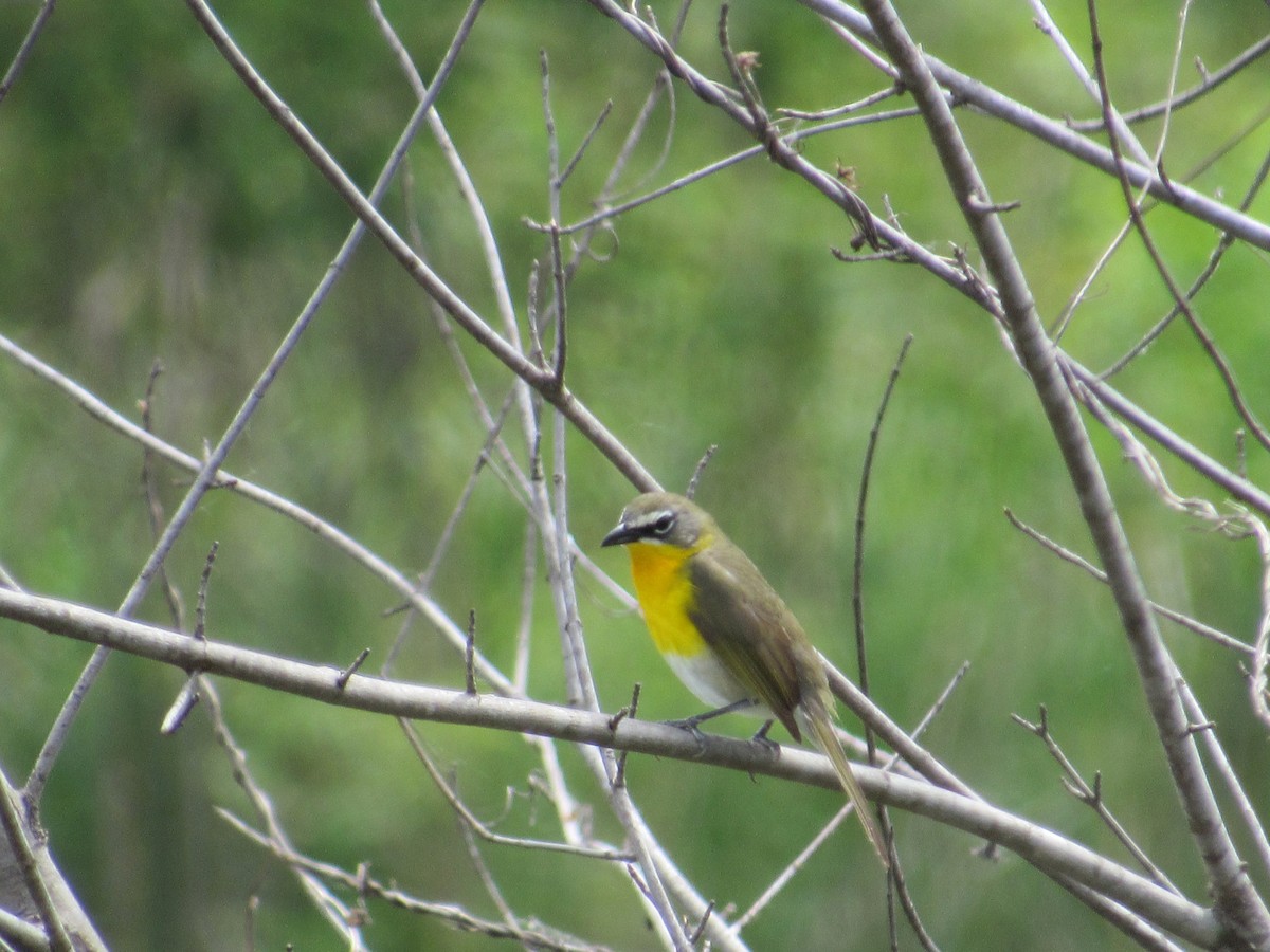 Yellow-breasted Chat - Kent S. Freeman