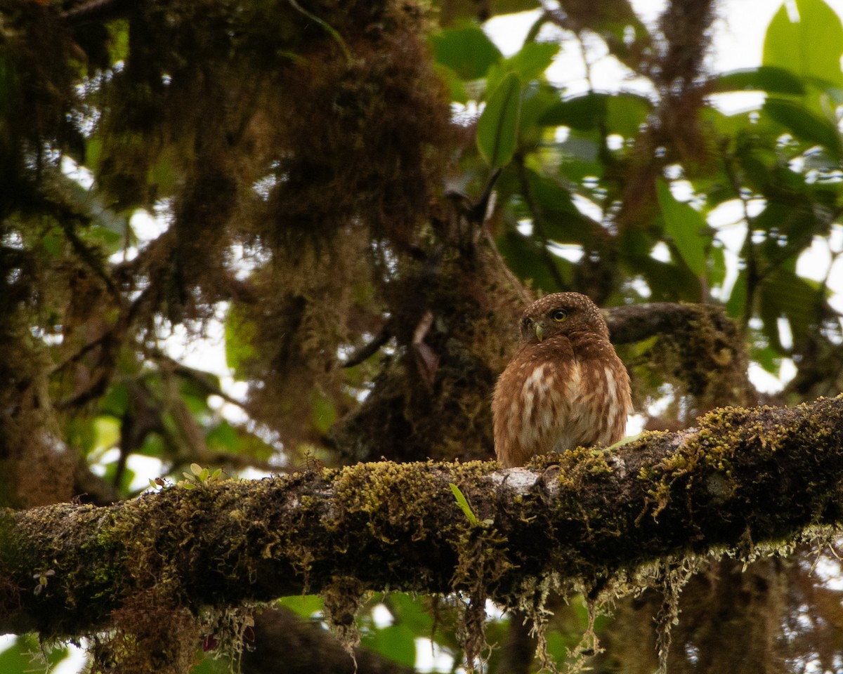Cloud-forest Pygmy-Owl - Eduardo Obando