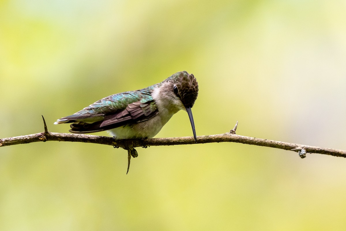 Ruby-throated Hummingbird - Brad Imhoff