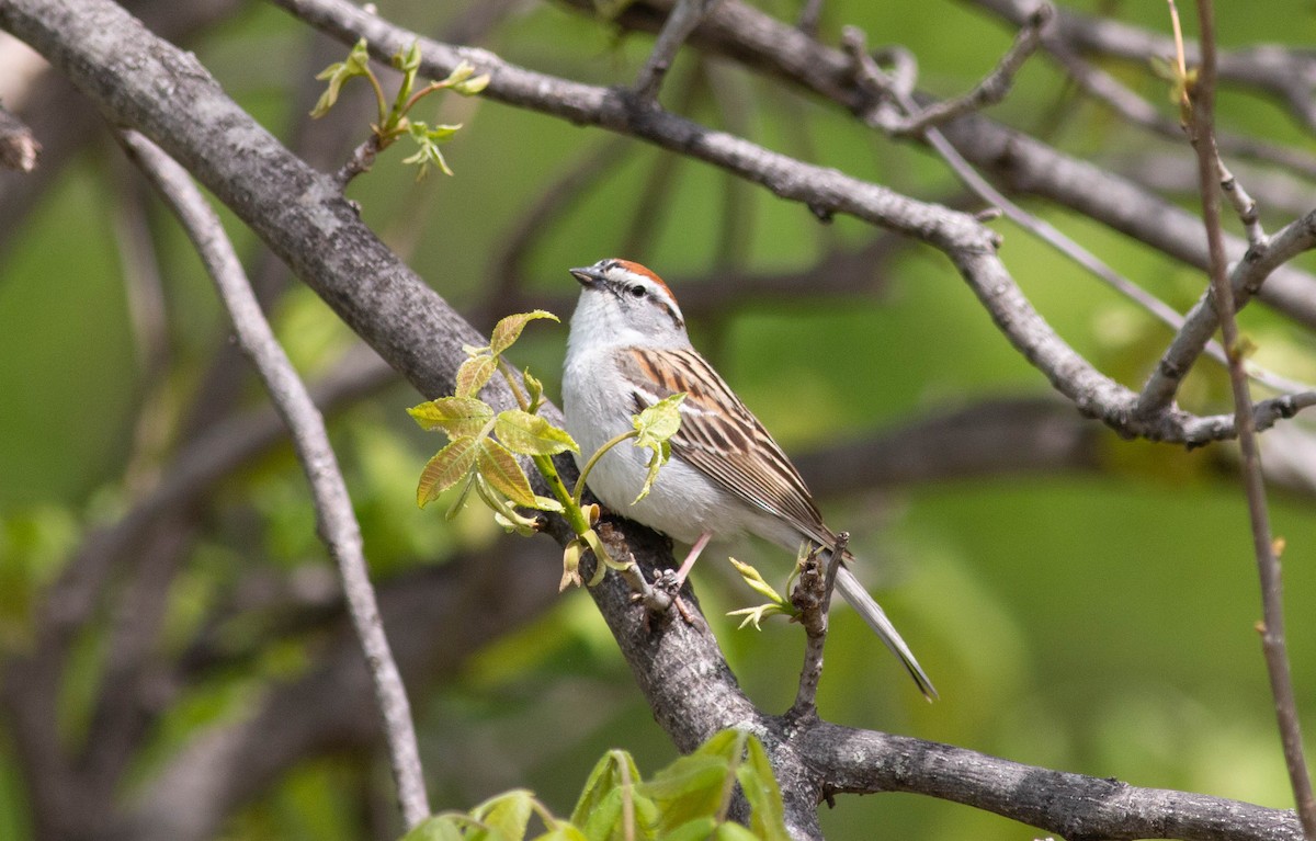 Chipping Sparrow - ML337044411