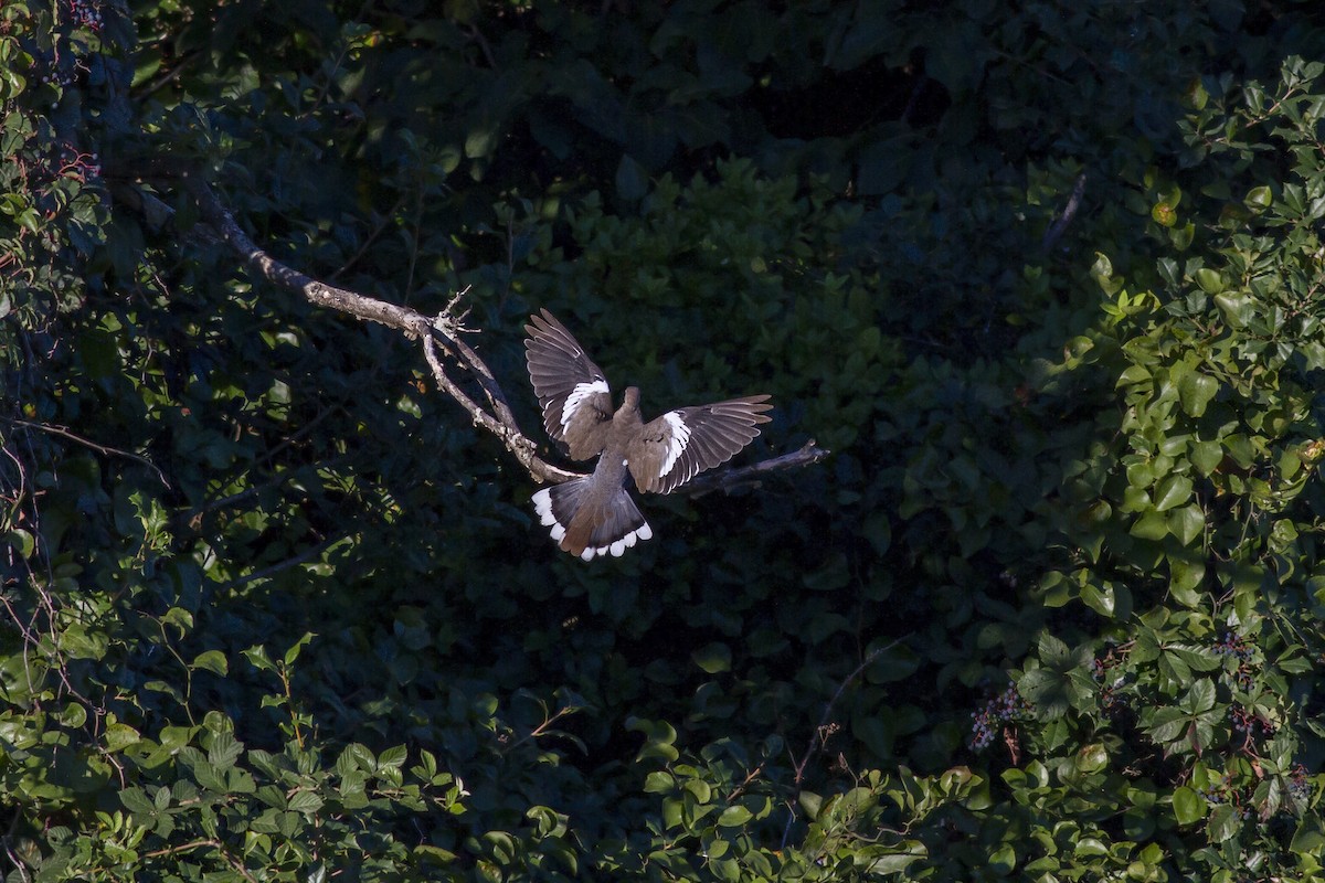 White-winged Dove - Samuel Paul Galick