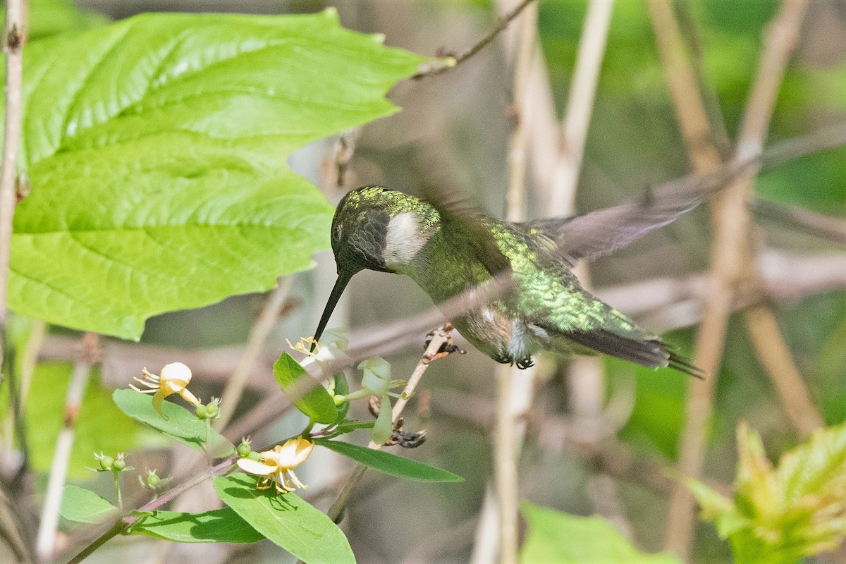 Ruby-throated Hummingbird - Steve Kruse