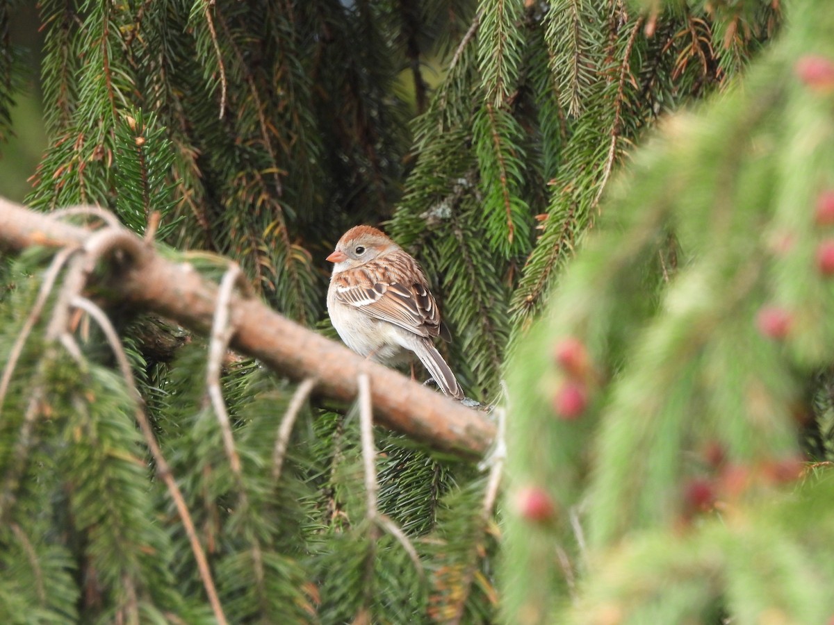 Field Sparrow - Pierre Masse