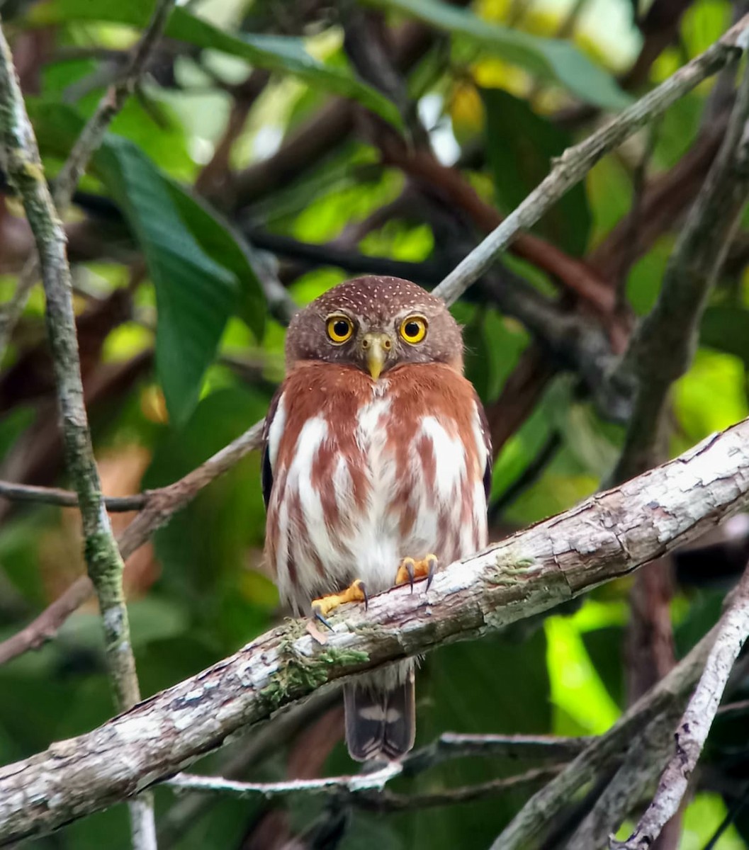 Central American Pygmy-Owl - ML337053311