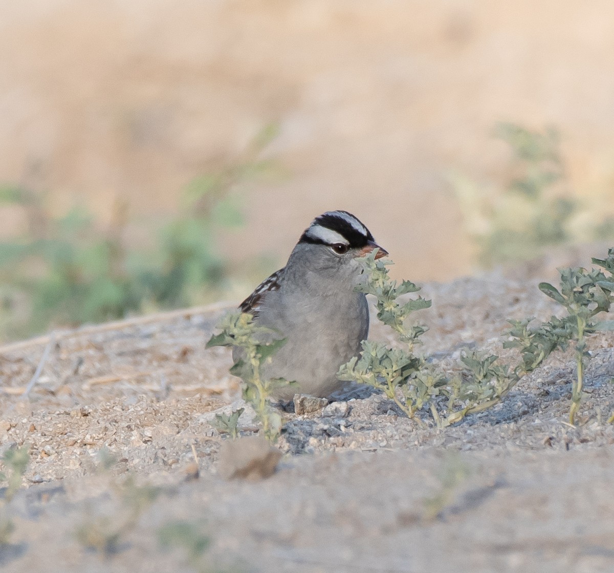 White-crowned Sparrow (oriantha) - ML337055951