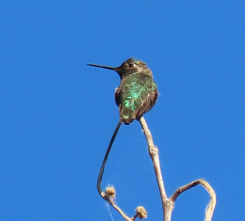 Anna's Hummingbird - ML337057971