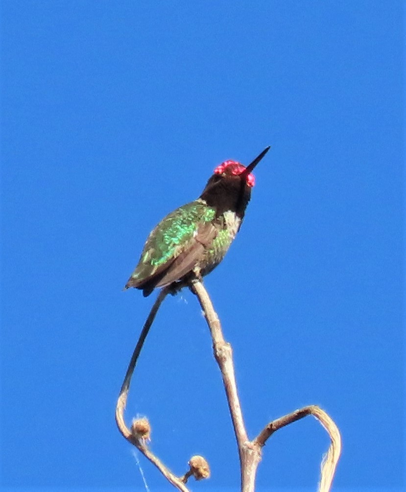 Anna's Hummingbird - ML337057981
