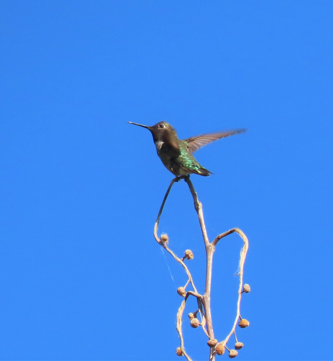 Anna's Hummingbird - ML337057991