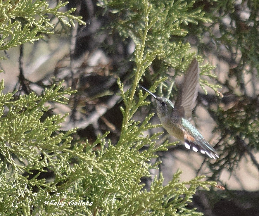 Broad-tailed Hummingbird - Faby Galleta 🐦🦅
