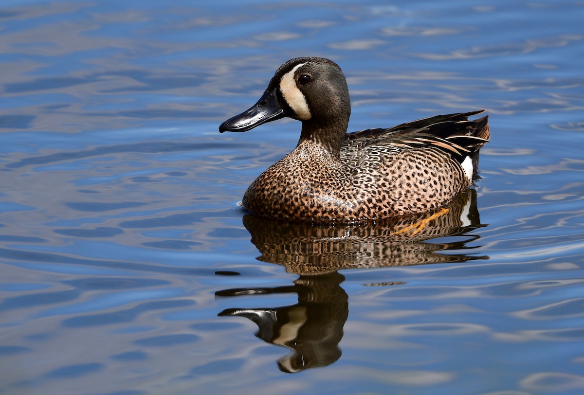 Blue-winged Teal - ML337066081