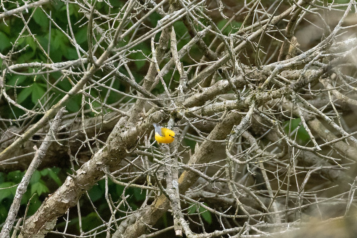 Prothonotary Warbler - ML337067471