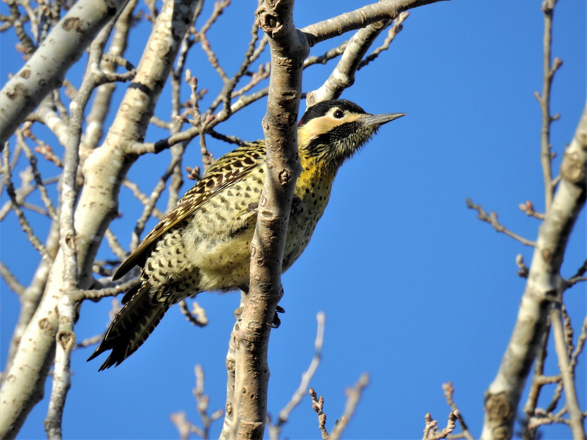 Green-barred Woodpecker - ML337069001