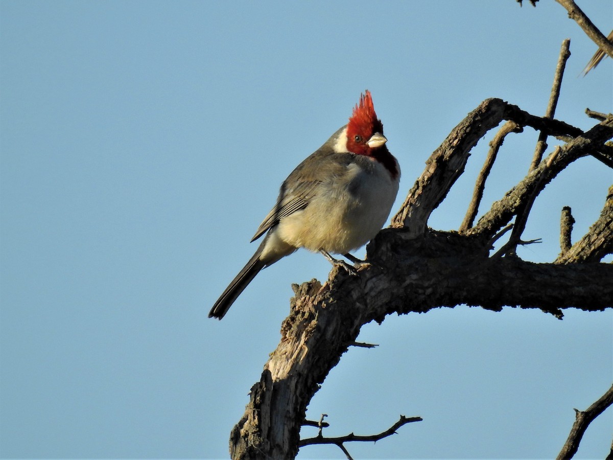 Red-crested Cardinal - ML337069091