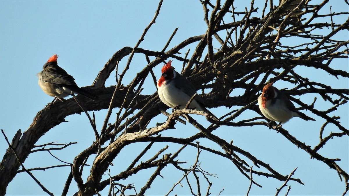 Red-crested Cardinal - ML337069101