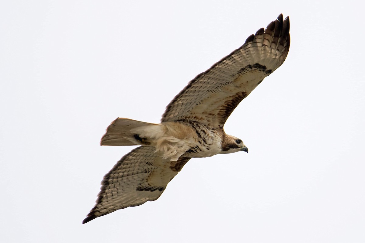 Red-tailed Hawk - ML337069391