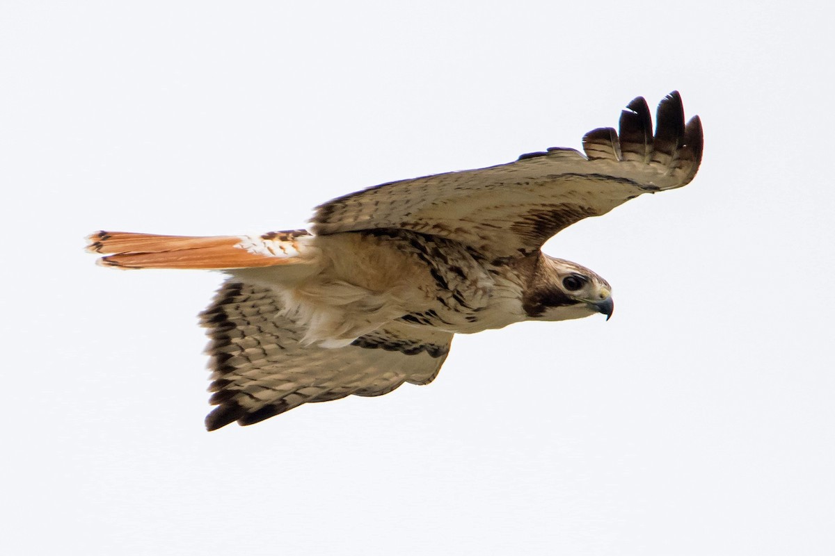 Red-tailed Hawk - ML337069491