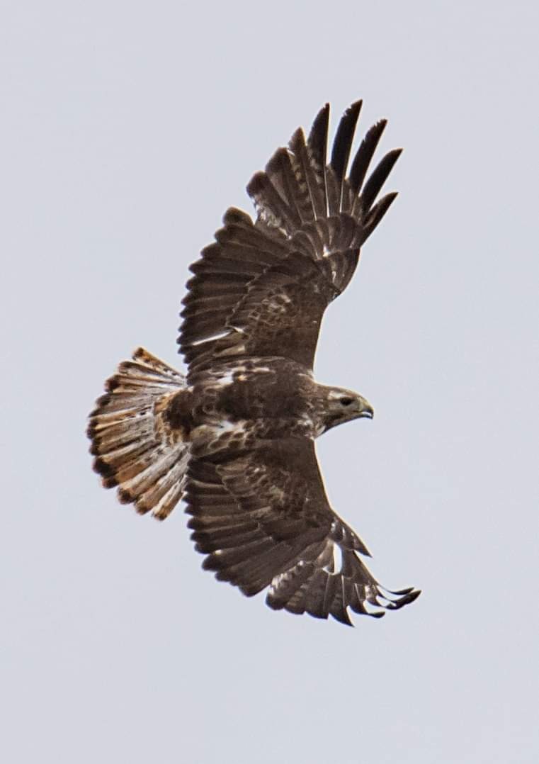 Red-tailed Hawk (Harlan's) - ML337069631