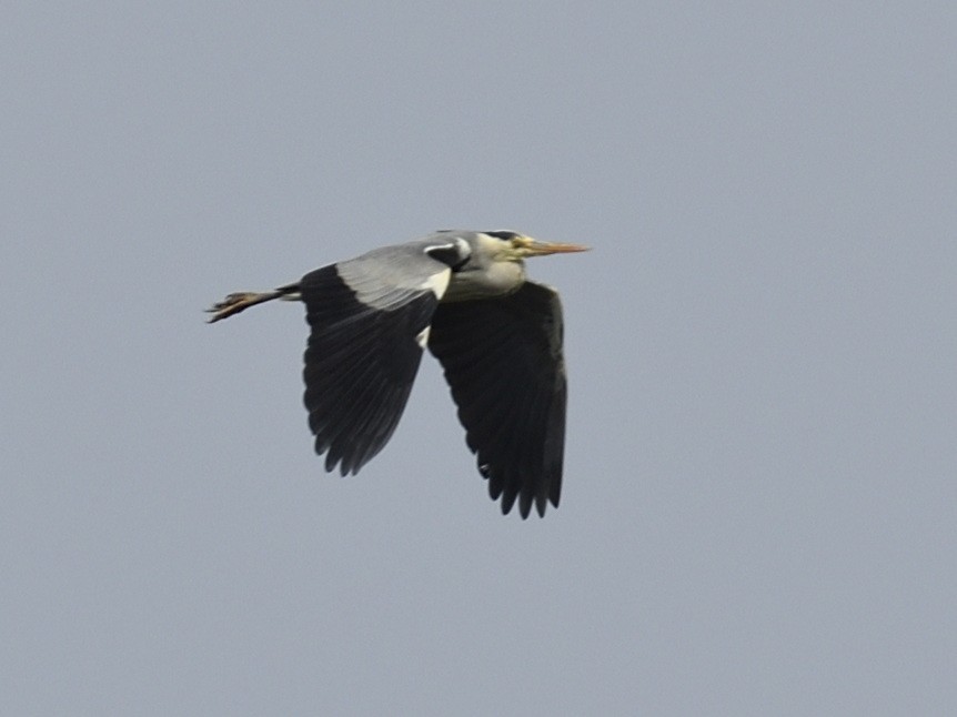 Gray Heron - Olaf Hömke