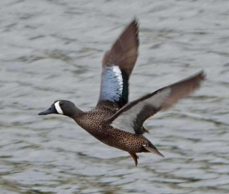 Blue-winged Teal - ML337071051