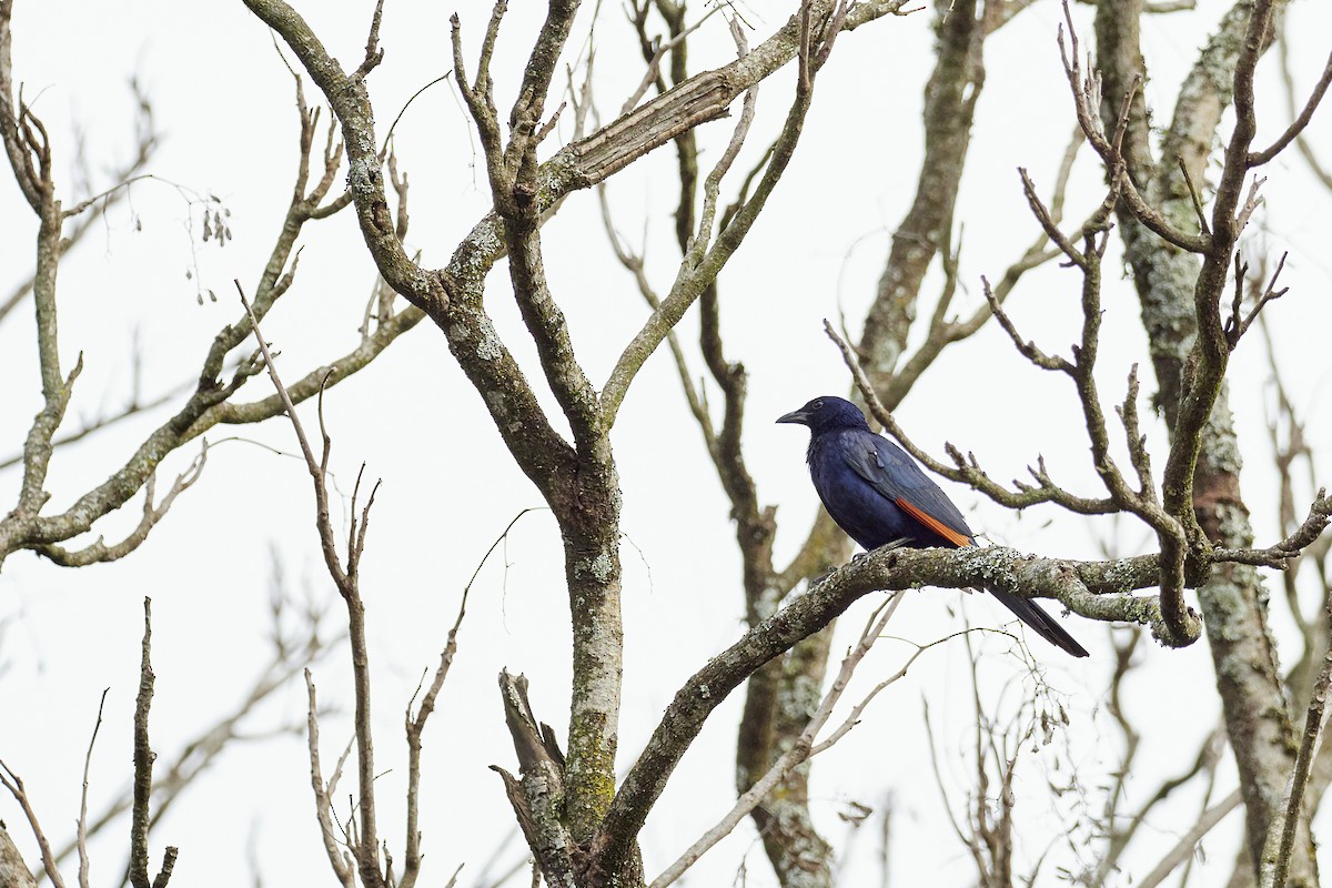 Red-winged Starling - ML337071901